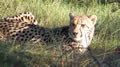 Cheetah Feeding, Amakhala Game Reserve, &copy;Caroline Yates